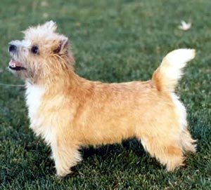 CAIRN TERRIER